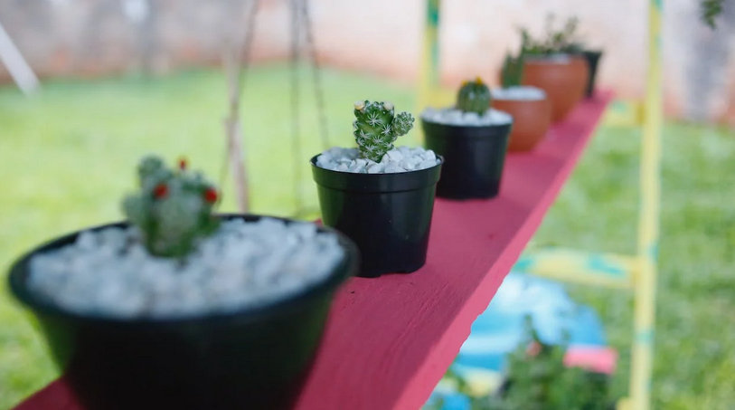 plants